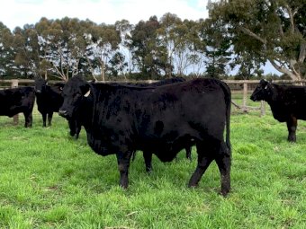 9 x Ultrablack Heifers PTIC to Angus Bull