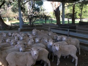102 First Cross Ewe Lambs SIL to Southdown Rams
