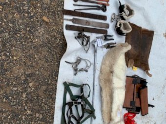 Under Auction - (A151) - Horse Gear 