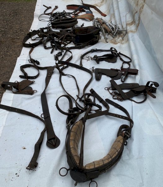 Harness Heavy Horse