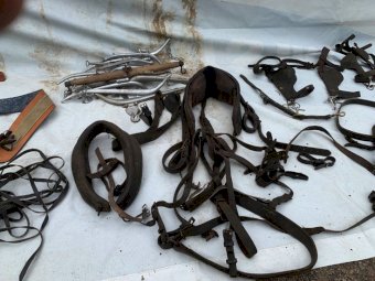 Harness Heavy Horse