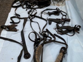 Harness Heavy Horse