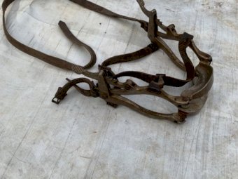 Horse Dentist Gag