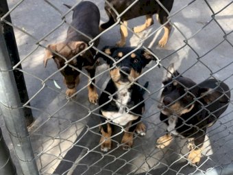 Pure Bred Kelpie Pups (2 Males)