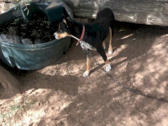 Female Working Kelpie