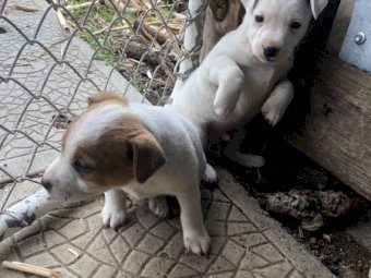 Pure Bred Jack Russell (2 Males)