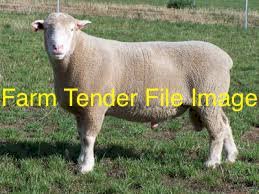 Dorset Rams