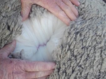 Merino Ewes in Lamb