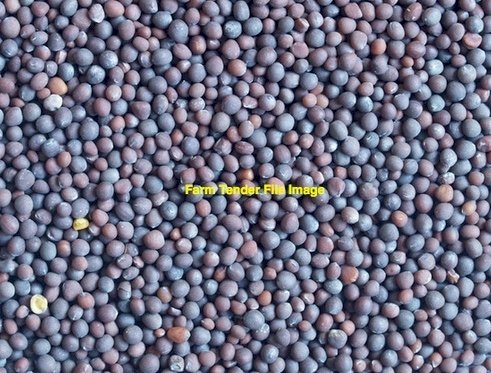 3mt Vetch Seed - Cleaned