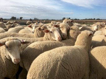 440  Composite Ewe Lambs SIL @ 128% to White Suffolk Rams