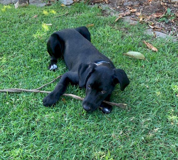 Dalmation Kelpie Cross (6mth old male pup)