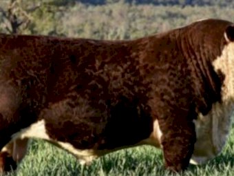 WANTED Poll Hereford Bull