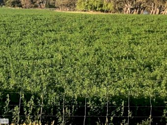 Small Square Lucerne Hay
