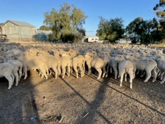 620 Merino Ewe Lambs