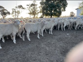 620 Merino Ewe Lambs