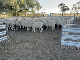 620 Merino Ewe Lambs