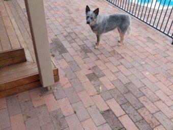 2 x Blue Heeler Pups