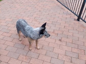 2 x Blue Heeler Pups