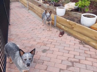 2 x Blue Heeler Pups