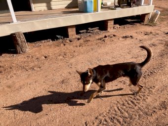 17 month old Kelpie Working Dog