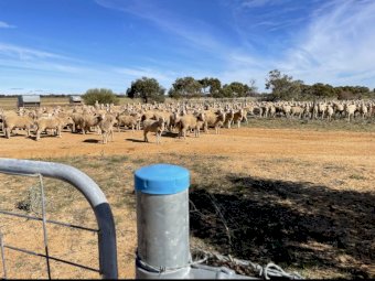 450 Merino Ewe Lambs