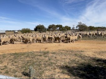 450 Merino Ewe Lambs