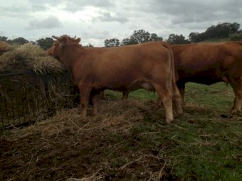 16x16 Gelbvieh cows with Angus Calves at Foot