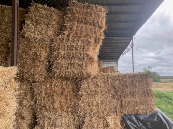 Horse Quality Small Square Oaten Hay "Neg on larger lots"