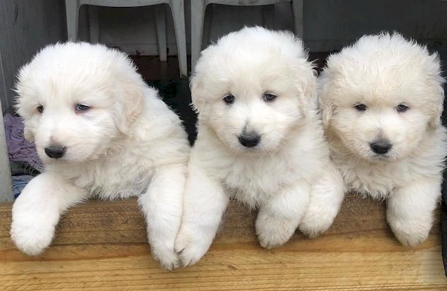 Maremma Livestock Guardian Puppies (2 Males)
