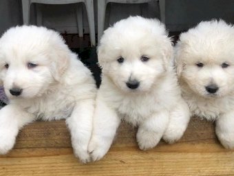 Maremma Livestock Guardian Puppies (2 Males)