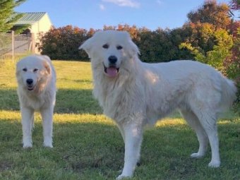 Maremma Livestock Guardian Puppies (2 Males)