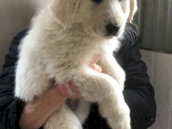 Maremma Livestock Guardian Puppies (2 Males)