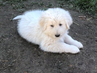 Maremma Livestock Guardian Puppies (2 Males)
