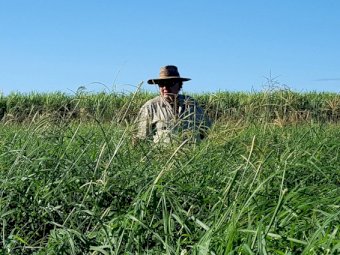 High Quality Rhodes Grass Hay Small Squares