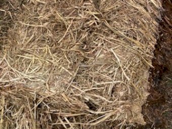 20mt Oaten Silage With A Trace Of Vetch (Lot 1)