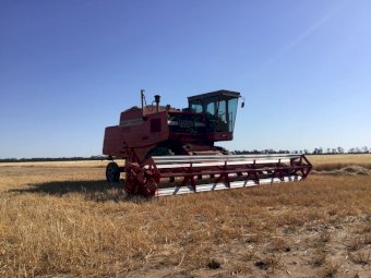 1982 Massey Ferguson 850 Header 24' Front