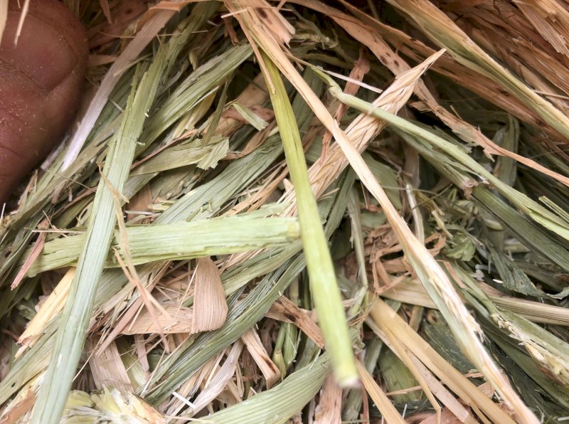 200mt Barley Hay 620kg 8x4x3 Bales (2019)