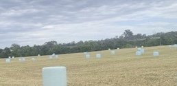 70 x Ryegrass Silage Bales