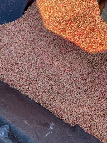 4.5 mt Barley Seed