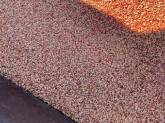 4.5 mt Barley Seed