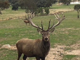 European Red Deer Stags
