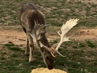 Pure Hungarian Fellow Deer