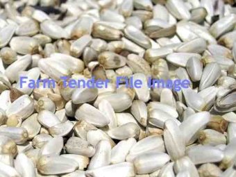 Safflower Seed