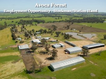 Stockman/Station Hand Needed