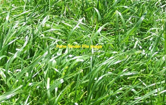 WANTED Perennial Ryegrass Seed