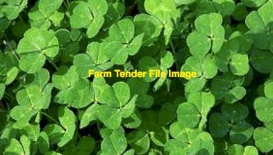 WANTED Perennial Clover Seed