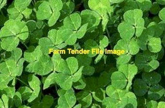 WANTED Perennial Clover Seed
