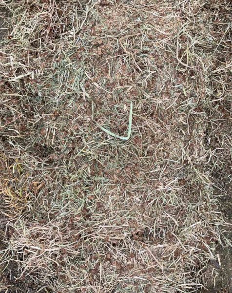 Sub Clover and Rye Hay