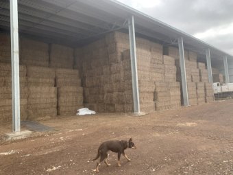 Vetch Hay 500kg 8x4x3 bales