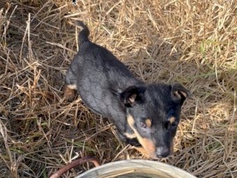 2x Pure Bred Kelpie Female Pups, 11 weeks old